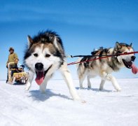 埃克森美孚山都平TPV的潛在應用有哪些？
